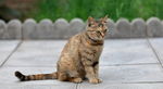 小花猫