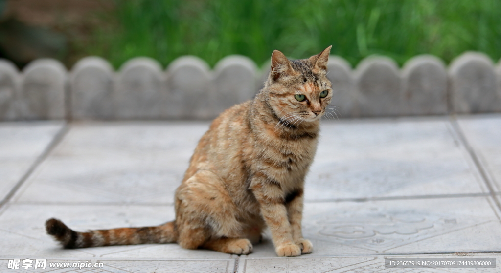 小花猫