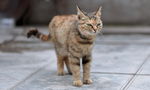 小花猫