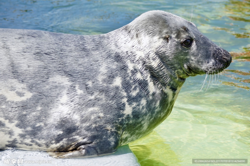 水族馆海狮