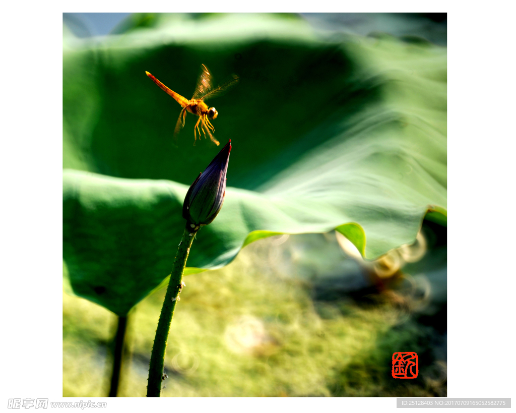 蜻蜓立上头