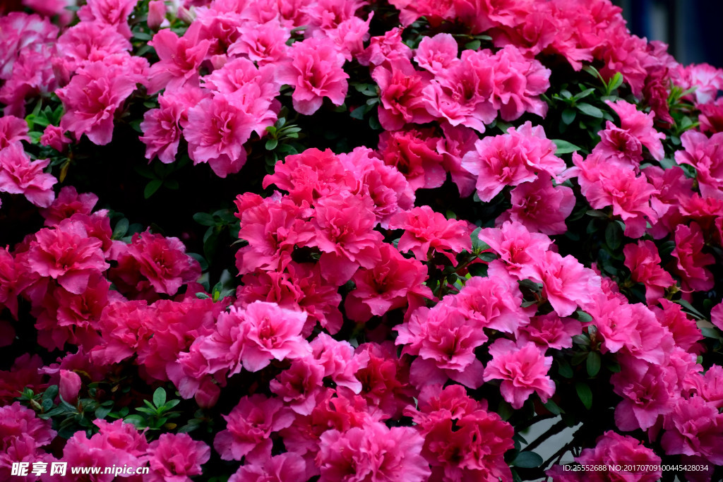 鲜花