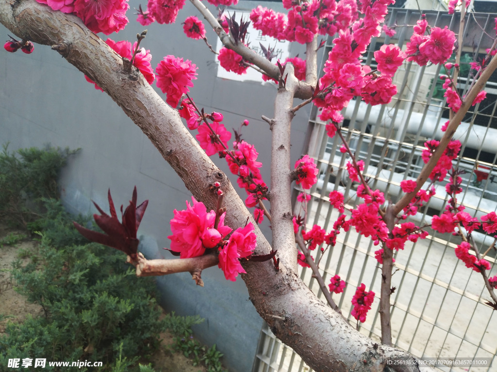 桃花