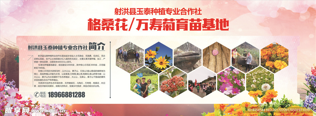 万寿菊格桑花