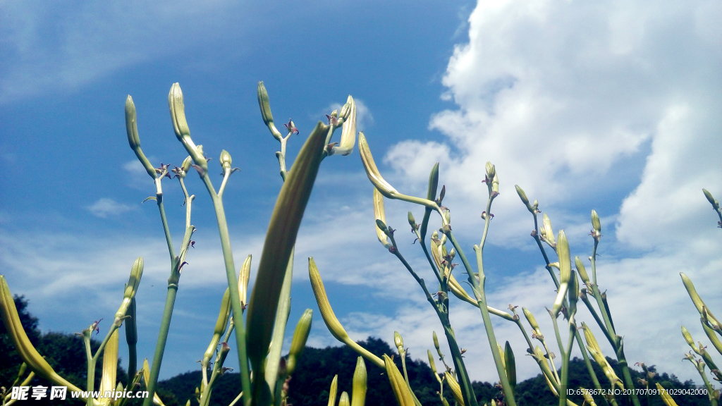 黄花菜