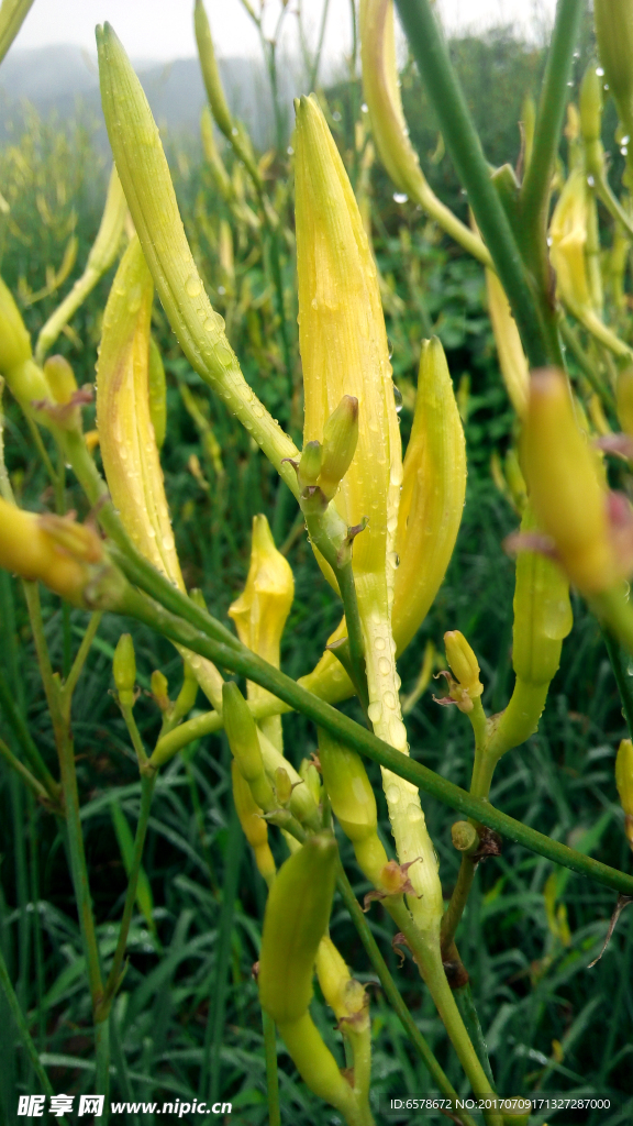 黄花菜