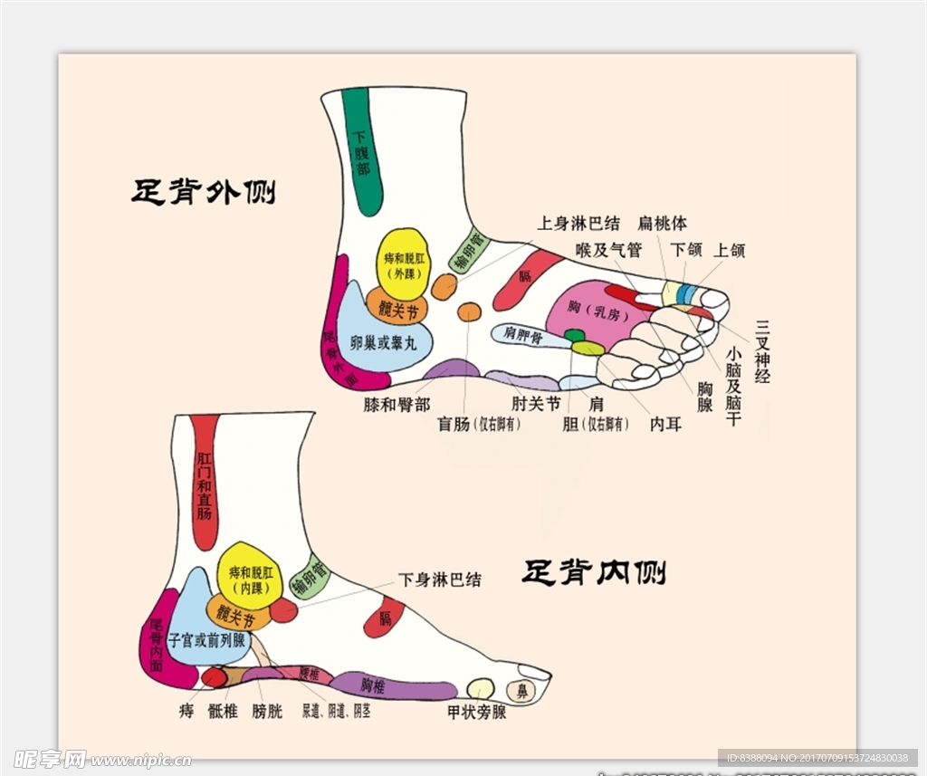 手趾骨全息图