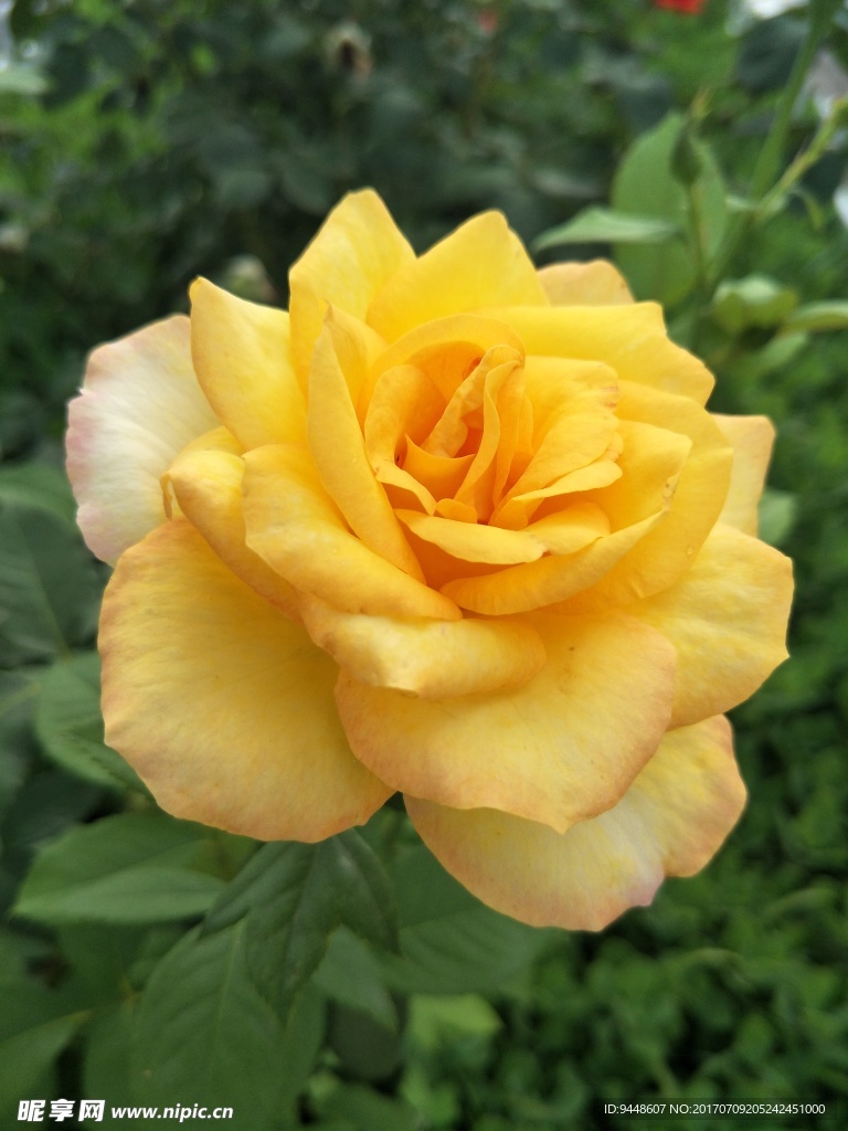 月季花
