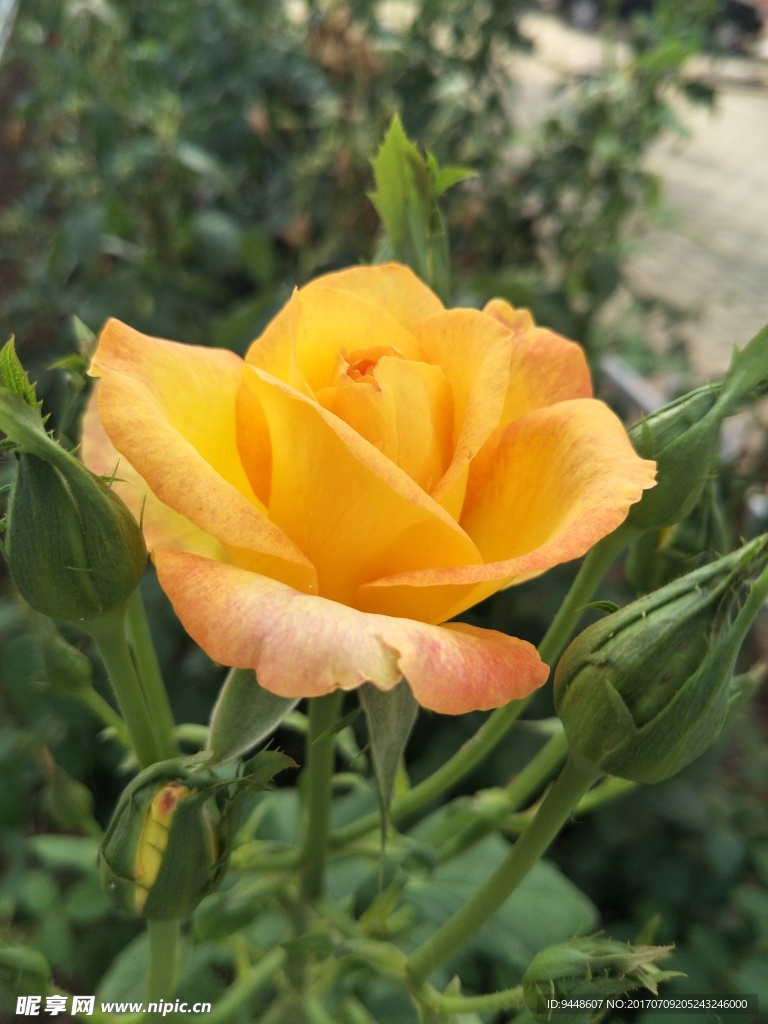 月季花