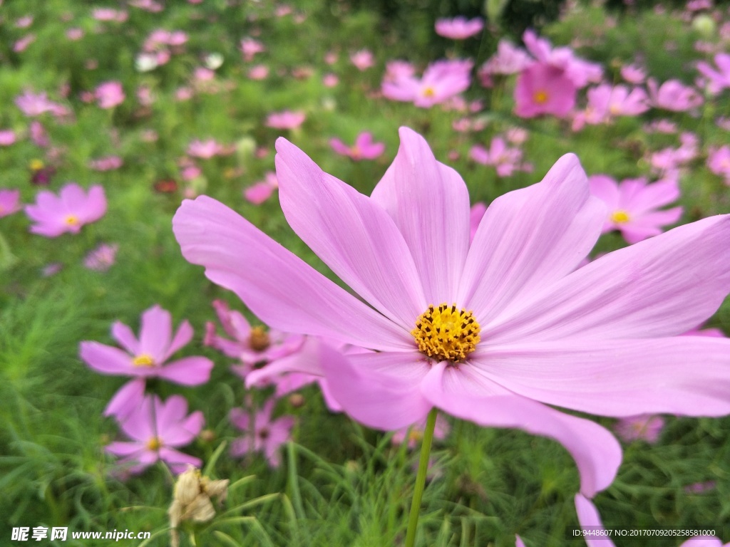 格桑花