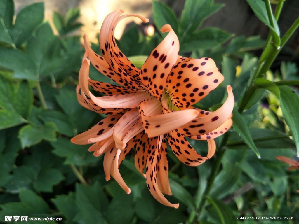 百合花