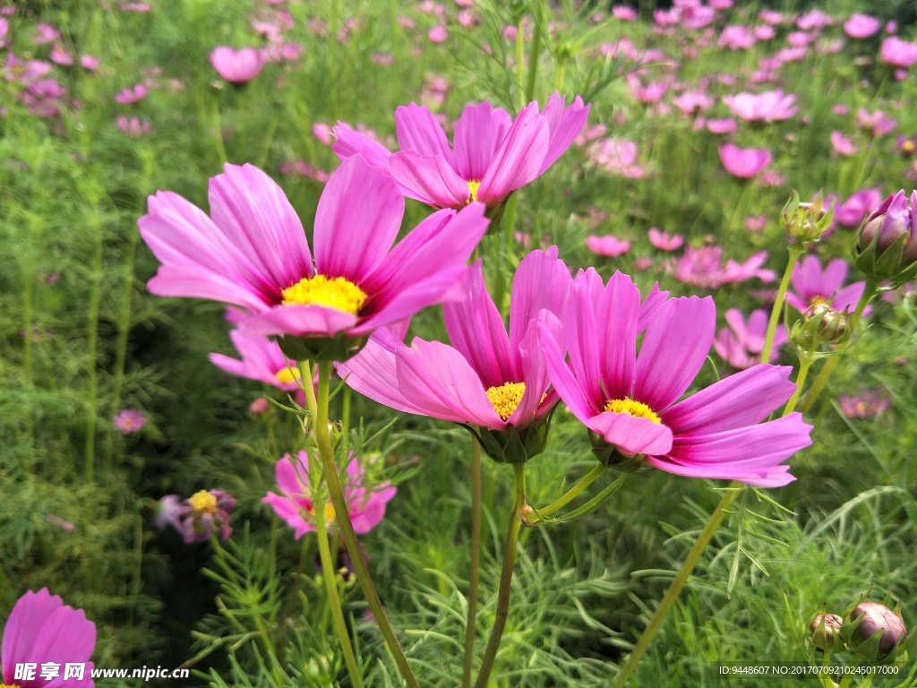 格桑花