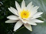 睡莲花