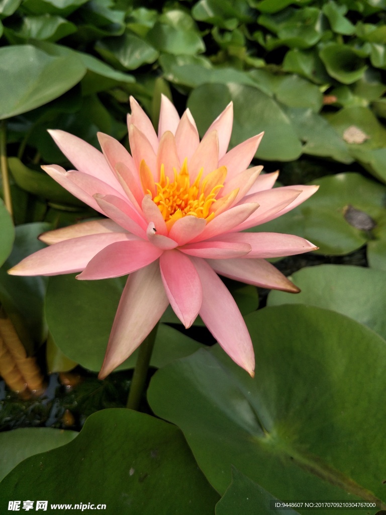 睡莲花