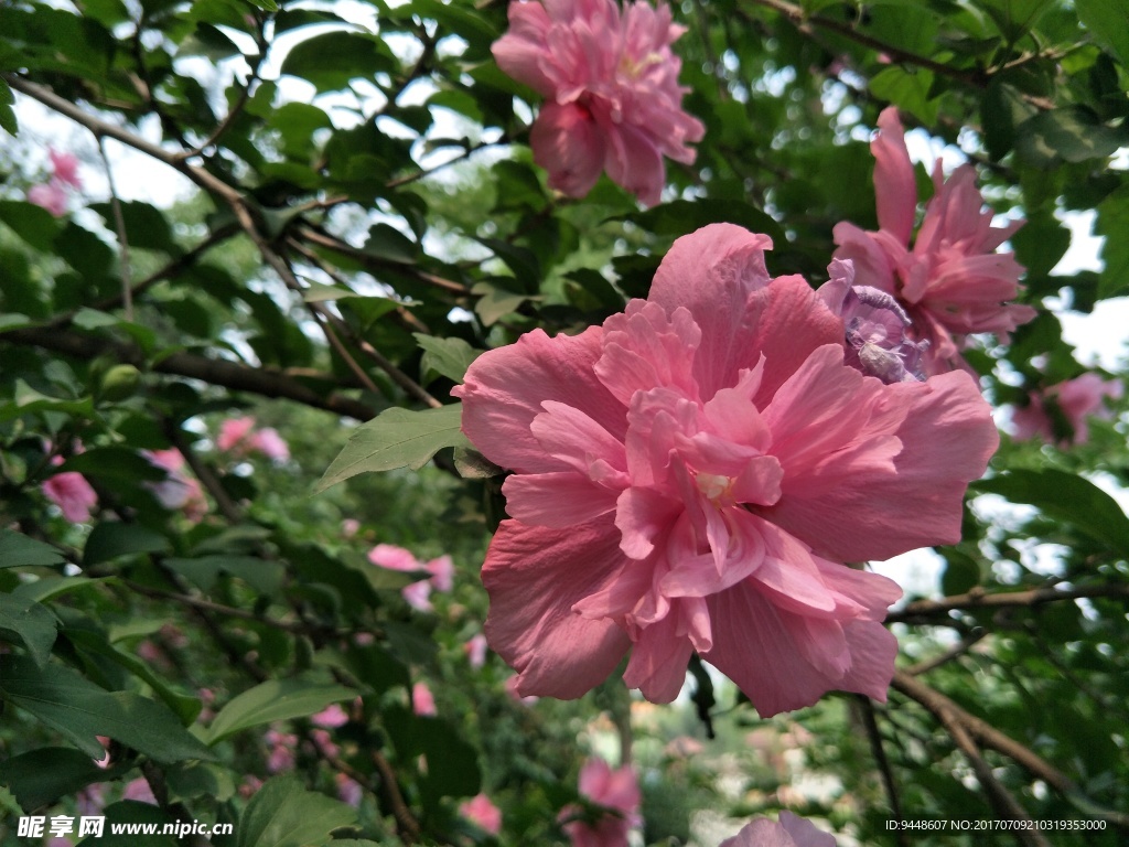 木槿花