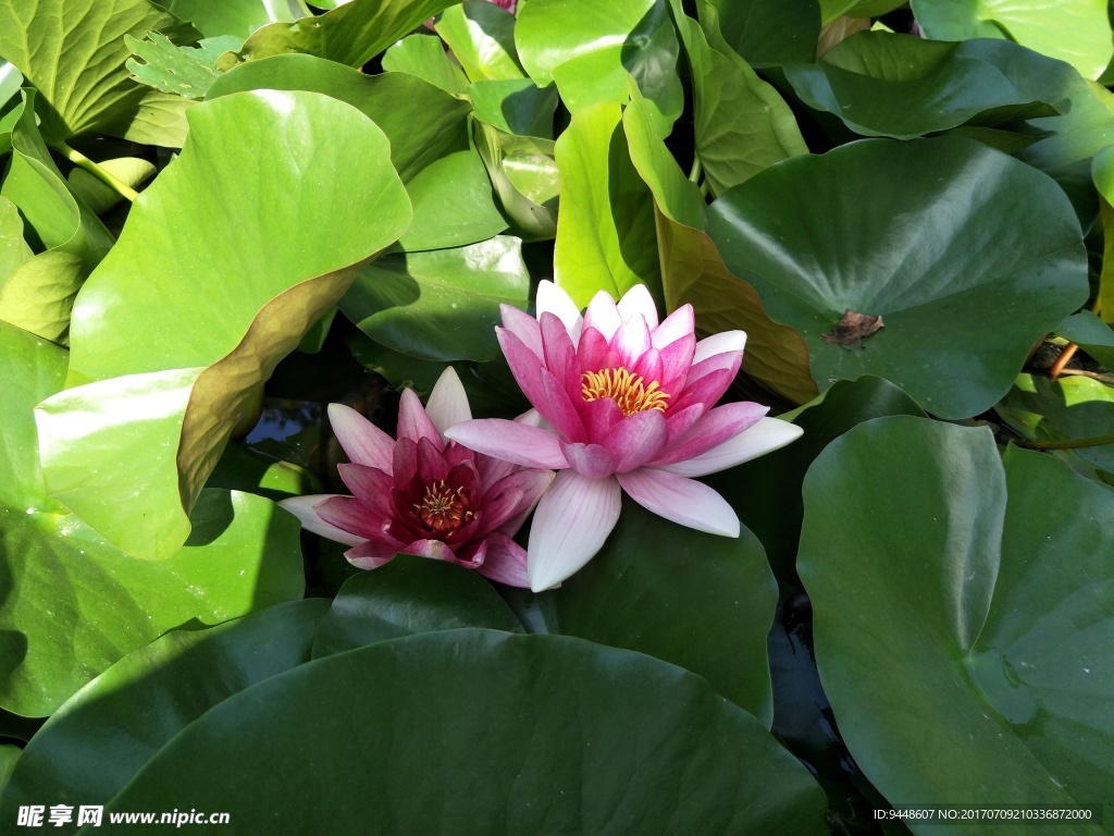 睡莲花