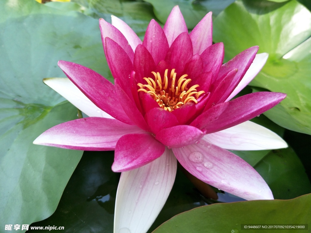 睡莲花