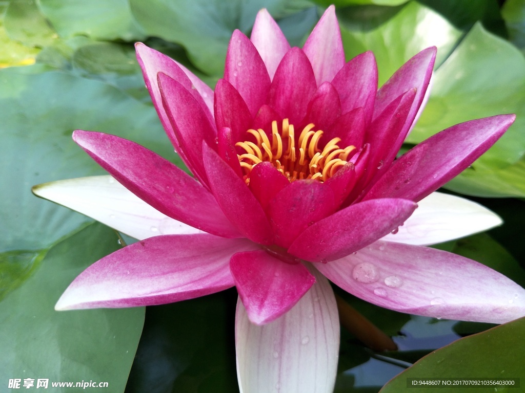 睡莲花