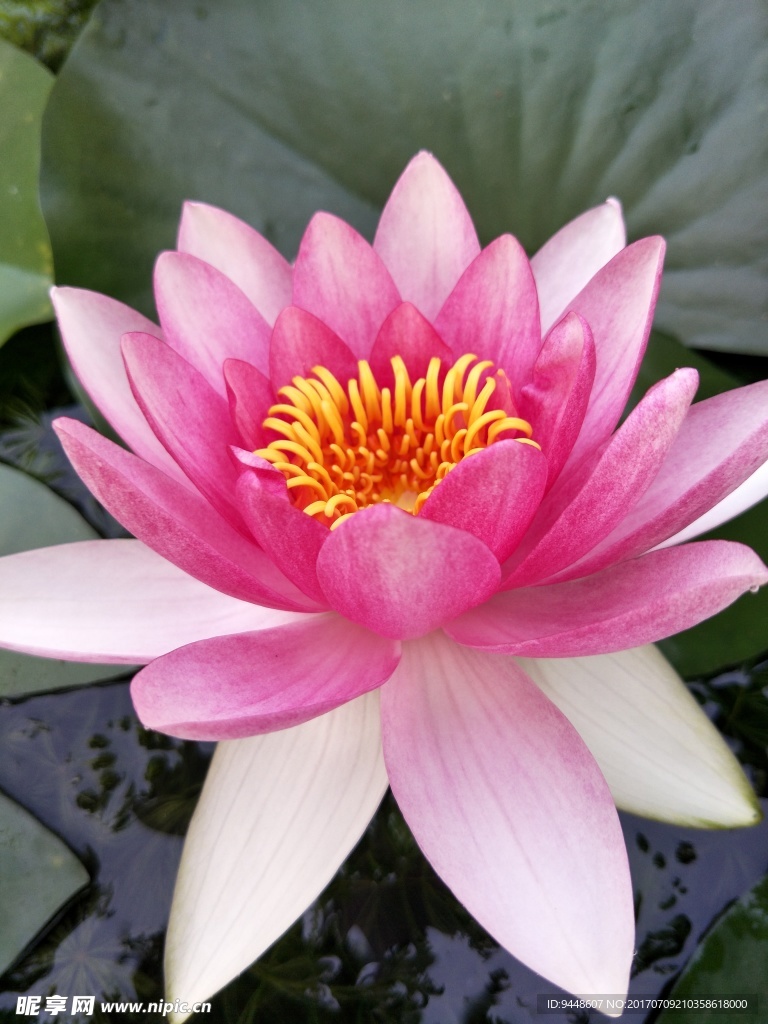 睡莲花