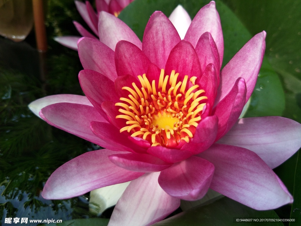 睡莲花