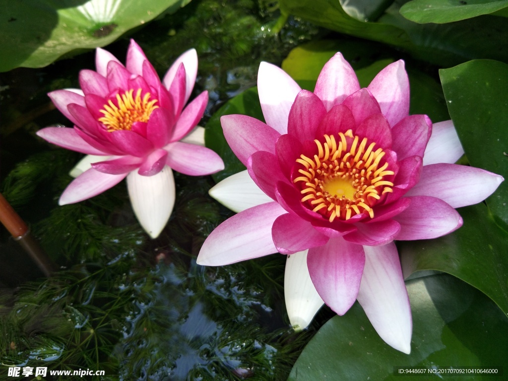 睡莲花
