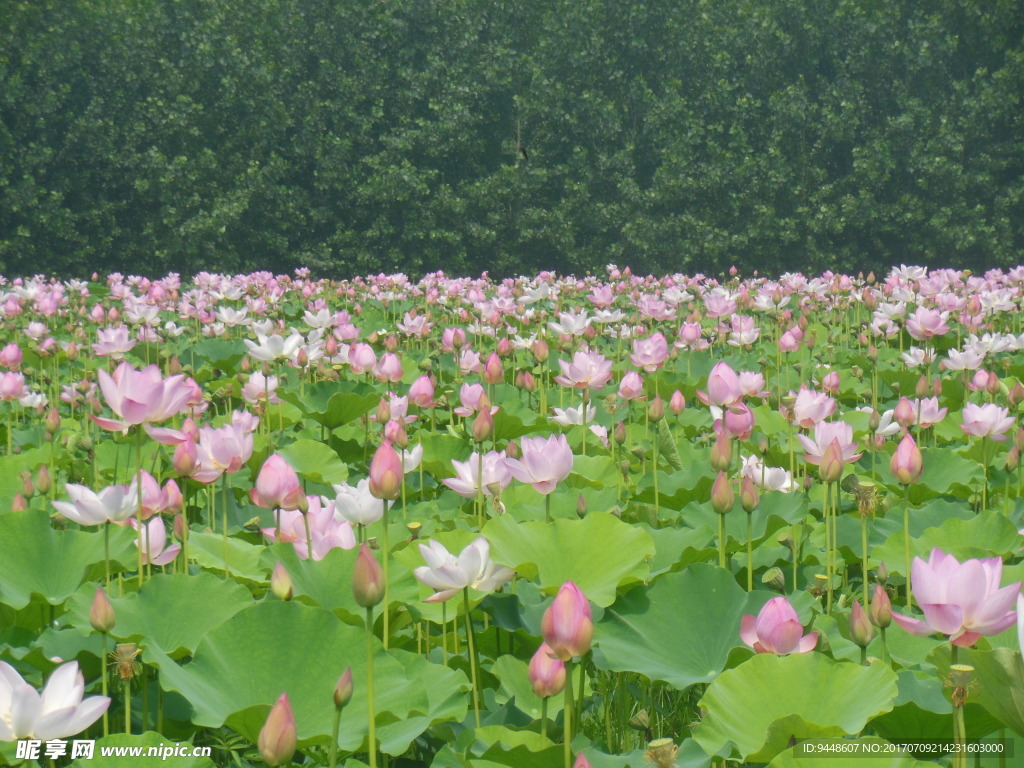 荷花