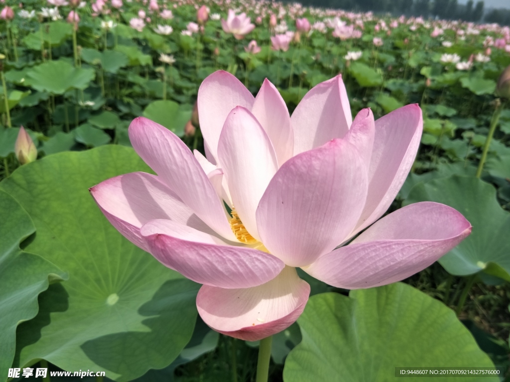 荷花