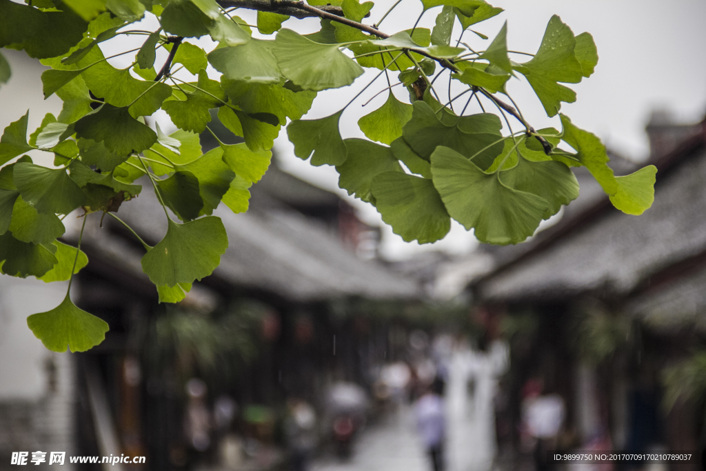 叶瓣 街子古镇