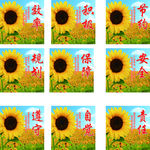 太阳花