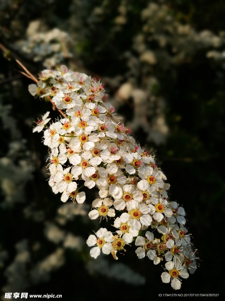 花开一簌