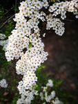 那些花儿