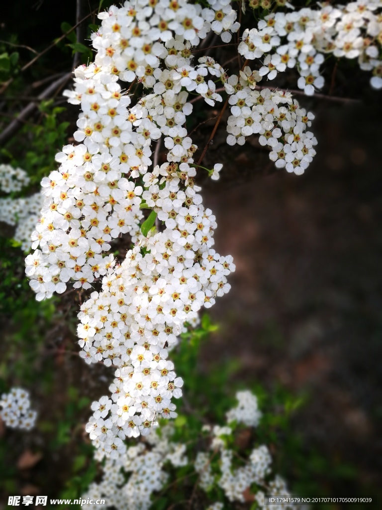 那些花儿