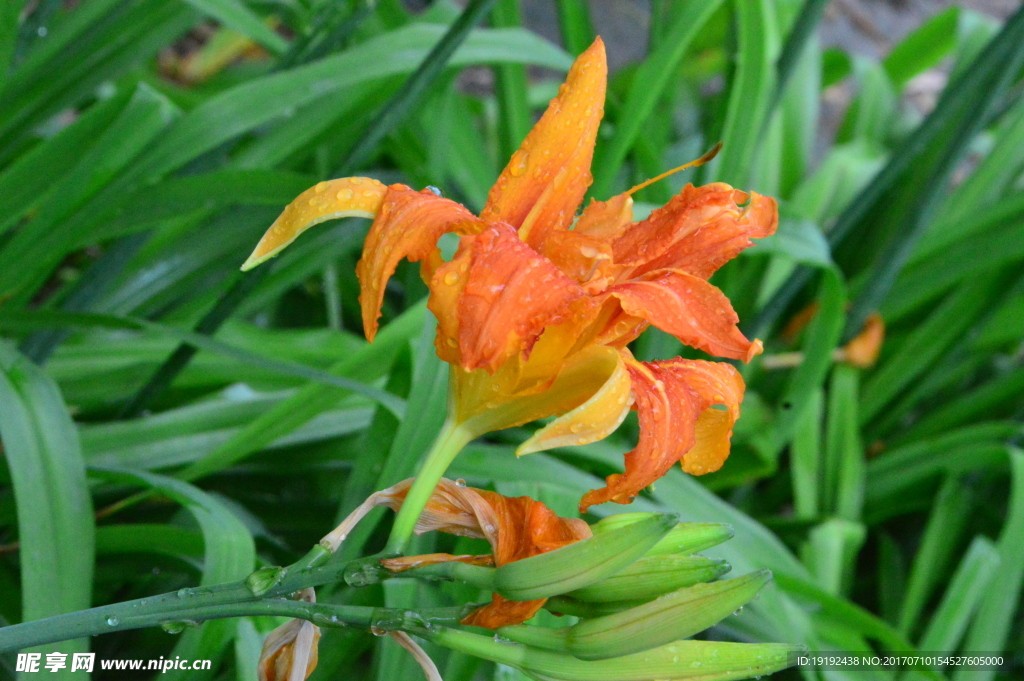 雨露萱草花