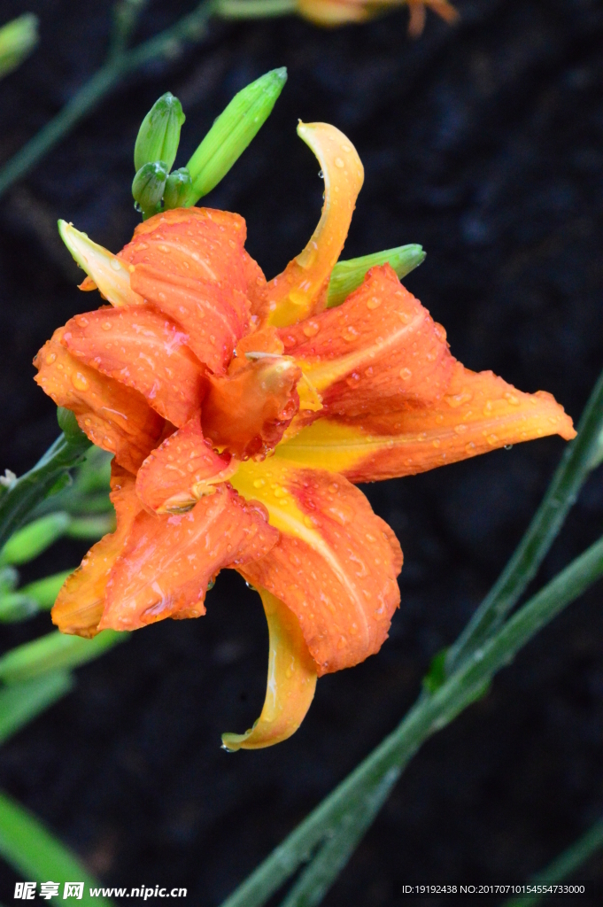 雨露萱草花