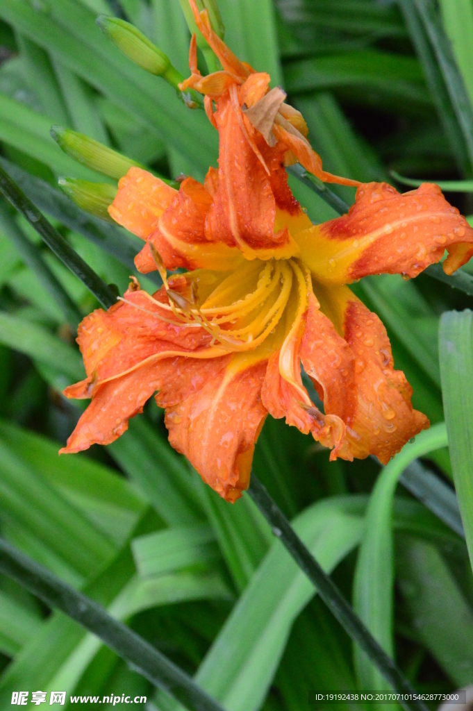雨露萱草