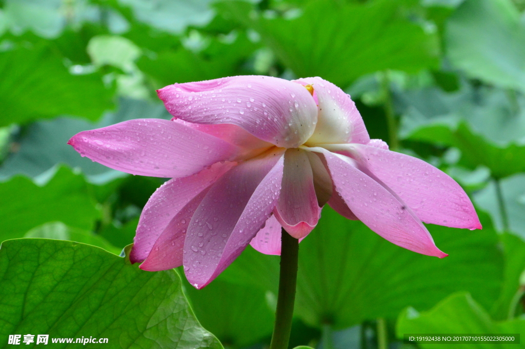 雨露荷花