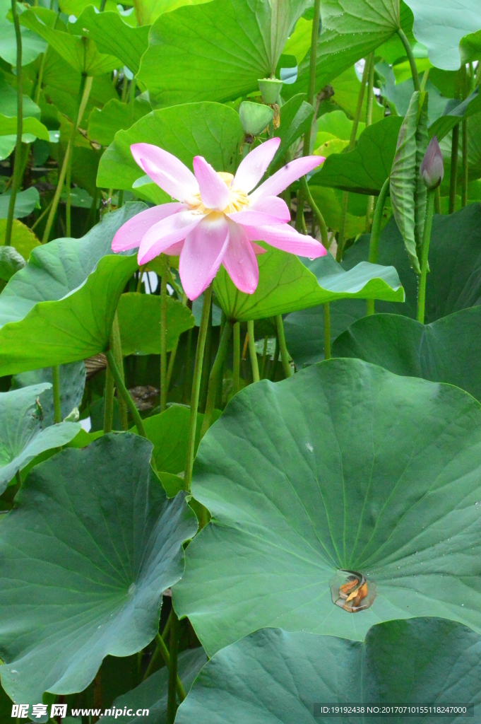 雨露荷花