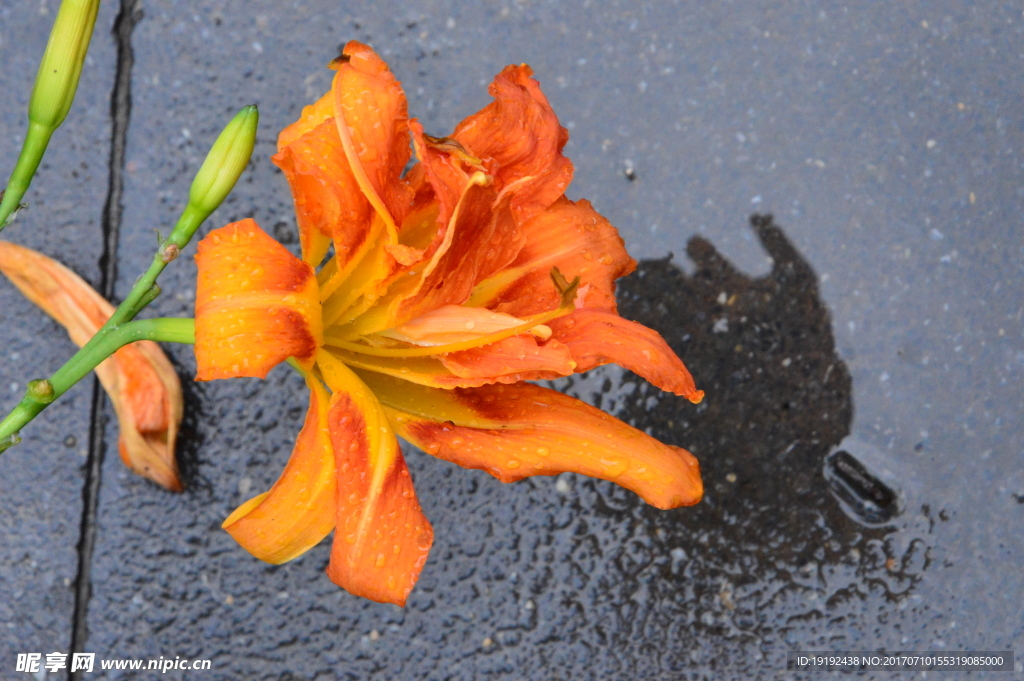 雨露萱草花