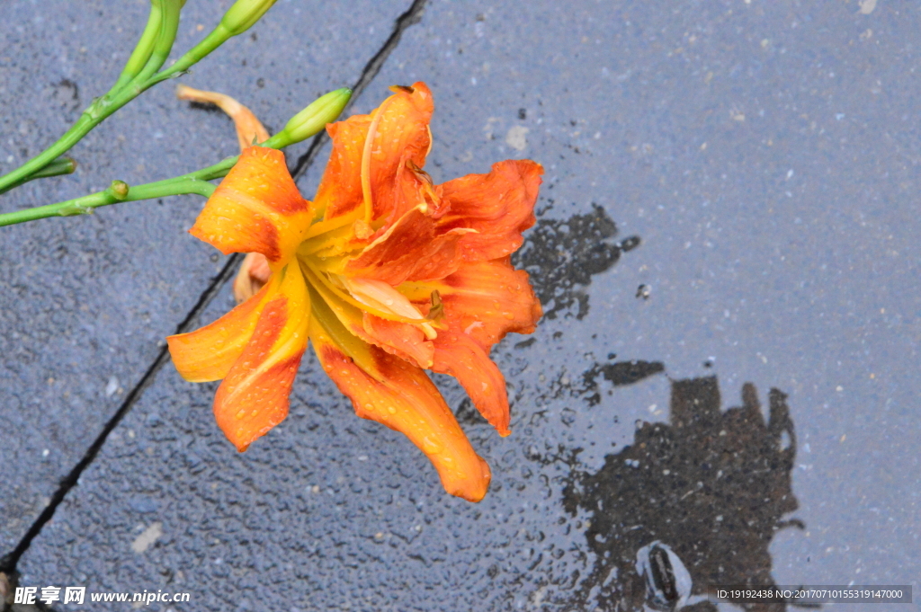 雨露萱草花