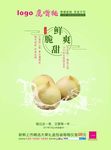 鹰嘴桃