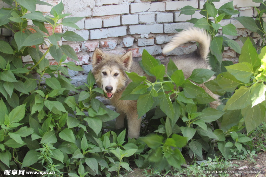 阿拉斯加犬