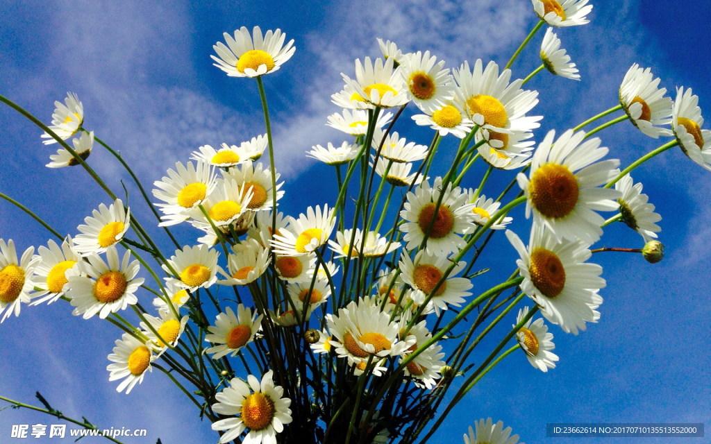 小雏菊花束