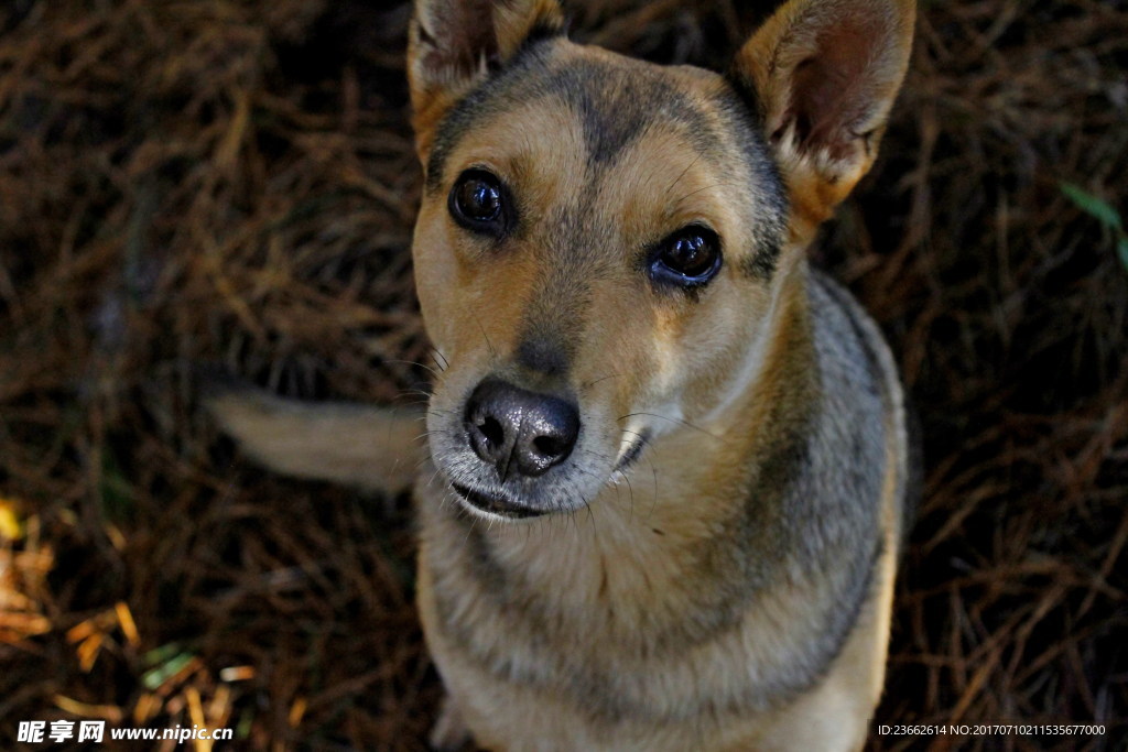 可爱中华田园犬