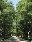 夏日林荫路