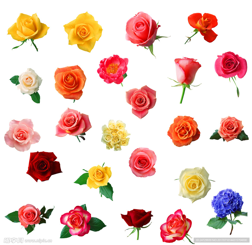 各种颜色玫瑰花