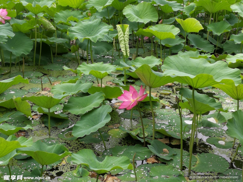 翠湖荷花