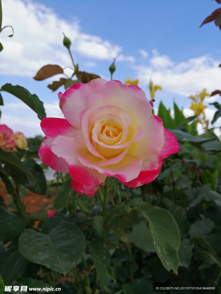 月季花