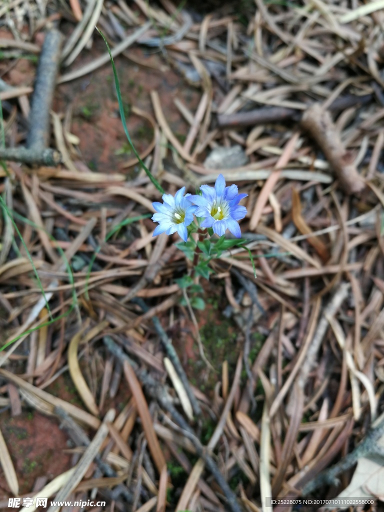 蓝色小花