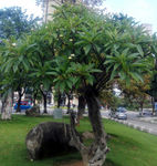热带植物树