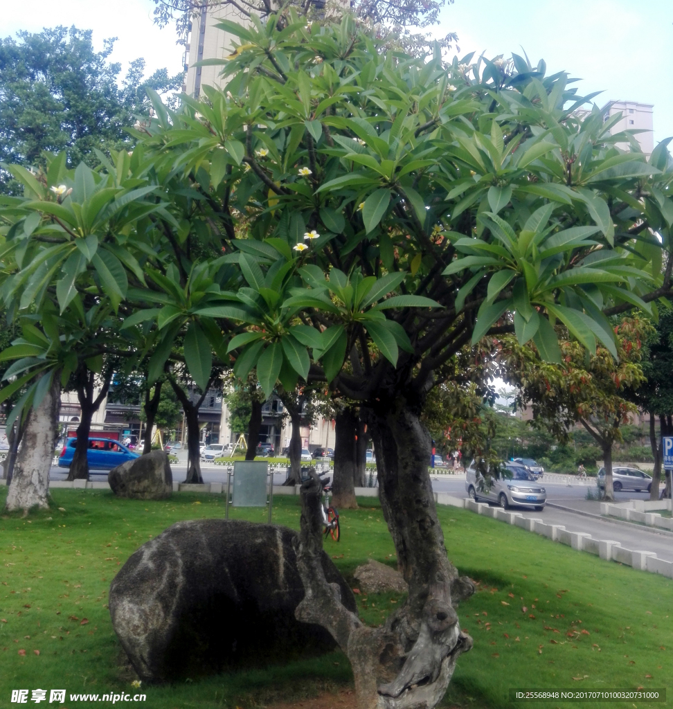 热带植物树